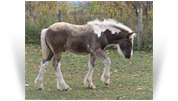 ~Northern Lights Some Gave All~'20 Silver Pearl Tobiano Colt by Taj - VA